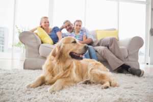 A golden retriever sitting on a rug and a family of three sitting on a couch behind it.